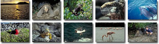 The wonderful creatures of the Galapagos Islands, Ecuador