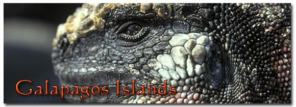 Eye to Eye with a gorgeous sea iguana on the Galapagos Islands, Ecuador Eye to Eye with a gorgeous sea iguana on the Galapagos Islands, Ecuador