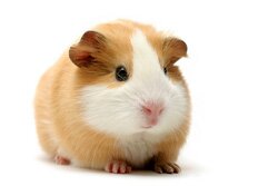 Guinea Pig - A Delicacy in Peru Guinea Pig - A Delicacy in Peru